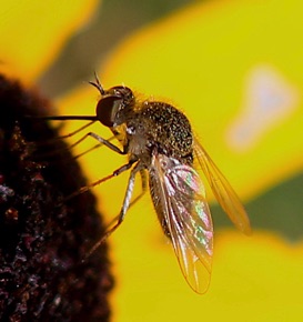 Golden Bee Fly *
Sparnopolius confusus Golden Bee Fly *
Sparnopolius confusus