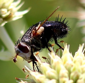 Parasitic Fly
Archytas spicifer Parasitic Fly
Archytas spicifer