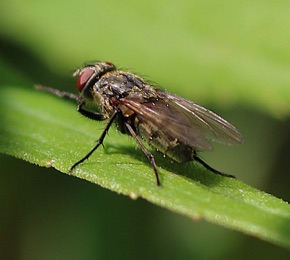 Cluster Fly.jpg Cluster Fly.jpg