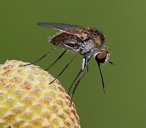 Golden Bee Fly *
Sparnopolius confusus Golden Bee Fly *
Sparnopolius confusus