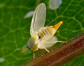 Fruit Fly *(ISU)
Neaspilota spp. Fruit Fly *(ISU)
Neaspilota spp.