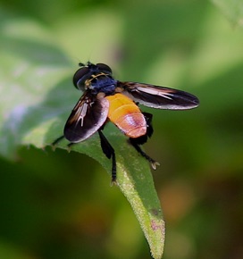 Hairylegged Fly (ISU)
Tephritidae spp. Hairylegged Fly (ISU)
Tephritidae spp.