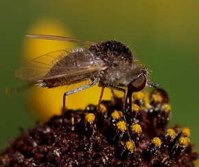 Golden Bee Fly *
Sparnopolius confusus Golden Bee Fly *
Sparnopolius confusus