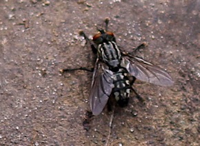 Flesh Fly.jpg Flesh Fly.jpg