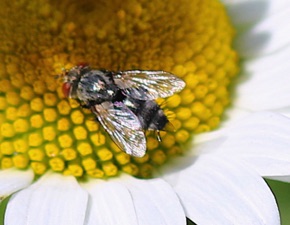 Flesh Fly.jpg Flesh Fly.jpg