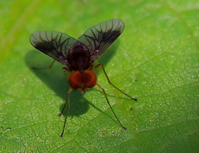 Snipe Fly
Chrysopilus quadratus Snipe Fly
Chrysopilus quadratus