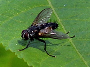 Parasitic Fly.jpg Parasitic Fly.jpg