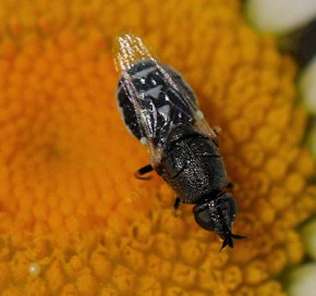 Female Soldier Fly *
Nemoteous kansensis Female Soldier Fly *
Nemoteous kansensis