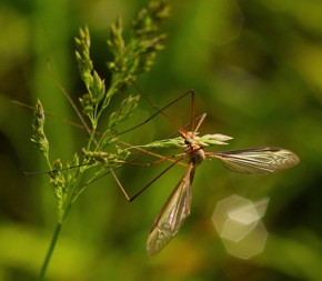 Green-eyed Crane Fly
Tipula bicorni Green-eyed Crane Fly
Tipula bicorni