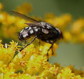 Flesh Fly
Sarcophagidae spp. Flesh Fly
Sarcophagidae spp.