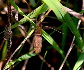 Large Crane Fly
Tipula ultima Large Crane Fly
Tipula ultima