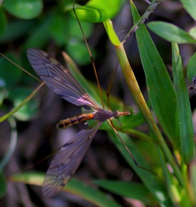 Tiger Crane Fly
Nephrotoma spp. Tiger Crane Fly
Nephrotoma spp.