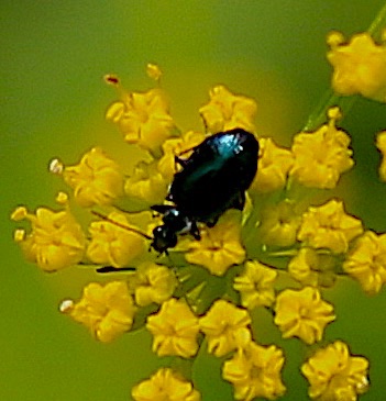 Black Tumbling Flower Beetle
Mordella Genus