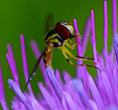 Flower Fly
Allograpta obliqua (likely) Flower Fly
Allograpta obliqua (likely)