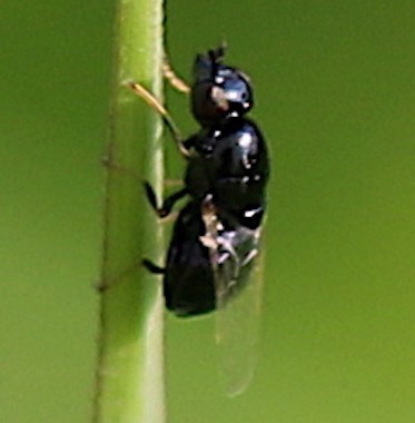 Soldier Fly
Nemotelus Genus Soldier Fly
Nemotelus Genus