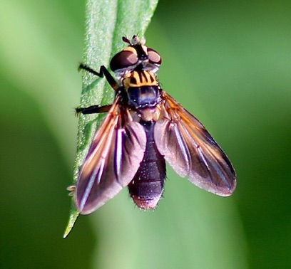 Feather-legged Fly
Tropidia quadrata Feather-legged Fly
Tropidia quadrata