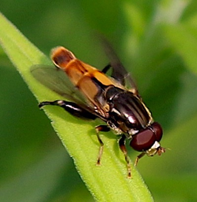 Feather-legged Fly
Tropidia quadrata Feather-legged Fly
Tropidia quadrata