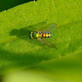 Longlegged Fly
Condylostylid Genus Longlegged Fly
Condylostylid Genus
