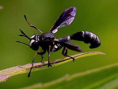 Thick-headed Fly
Physocephala tibialis Thick-headed Fly
Physocephala tibialis