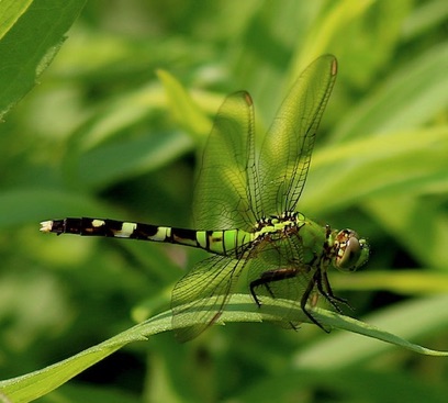 Eastern Pondhawk
Erythemis simplicicollis Eastern Pondhawk
Erythemis simplicicollis