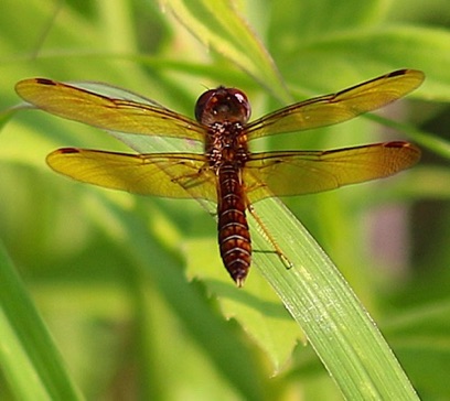 Eastern Amberwing
Perithemis tenera (male) Eastern Amberwing
Perithemis tenera (male)