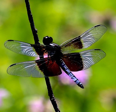 Widow Skimmer
Libellula luctuosa Widow Skimmer
Libellula luctuosa