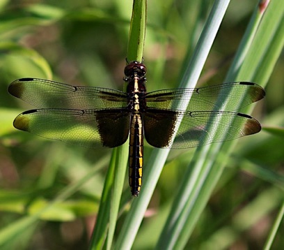 Widow Skimmer
Libellula luctuosa Widow Skimmer
Libellula luctuosa