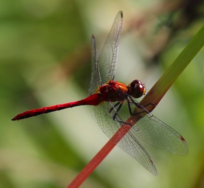 Ruby Meadowhawk
Sympetrum rubicundulum Ruby Meadowhawk
Sympetrum rubicundulum