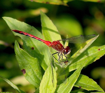 Meadowhawk Dragonfly
Sympetrum Genus Meadowhawk Dragonfly
Sympetrum Genus