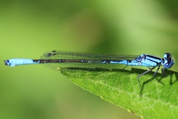 Common Blue Damselfly
Enallagma cyalthigerum Common Blue Damselfly
Enallagma cyalthigerum