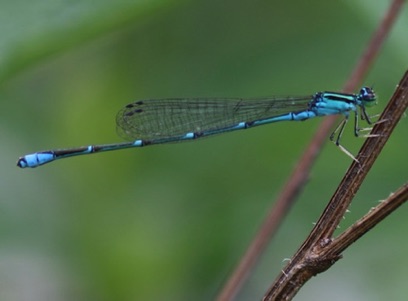 Stream Bluet
Enallagma exsulans Stream Bluet
Enallagma exsulans