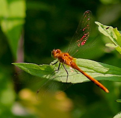 Eastern Band-winged Meadowhawk
Sympetrum semicinctum Eastern Band-winged Meadowhawk
Sympetrum semicinctum