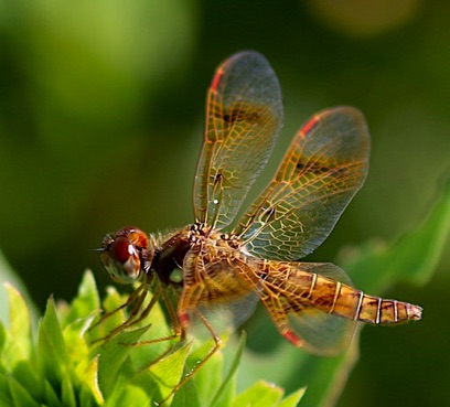 Eastern Amberwing
Perithemis tenera (female) Eastern Amberwing
Perithemis tenera (female)