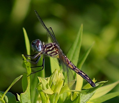 Blue Dasher (female)
Pachydiplax longipennis Blue Dasher (female)
Pachydiplax longipennis