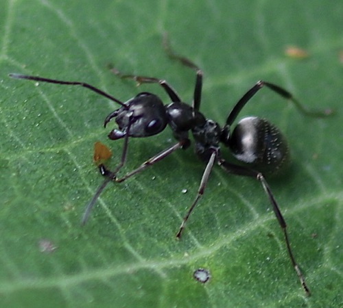 Black Field Ant
Formica subsericea
(Yellow subst. from Milkweed leaf) Black Field Ant
Formica subsericea
(Yellow subst. from Milkweed leaf)