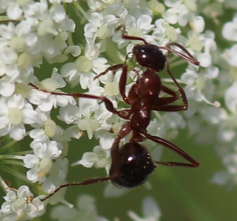 Red Field Ant
Formica pallidefulva or incerta
(On Queen Ann's Lace) Red Field Ant
Formica pallidefulva or incerta
(On Queen Ann's Lace)