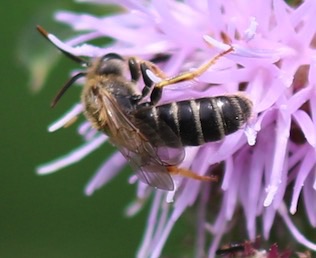 Cellophane Bee
Colletes ssp. Cellophane Bee
Colletes ssp.