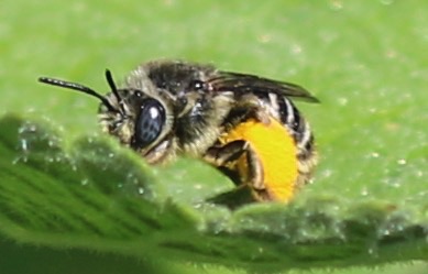 Mining Bee
Andrena Genus Mining Bee
Andrena Genus