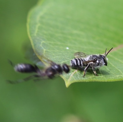 Flat-tailed Leafcutter Bee
Megachile mendica
Mud-dauber attacks bee Flat-tailed Leafcutter Bee
Megachile mendica
Mud-dauber attacks bee