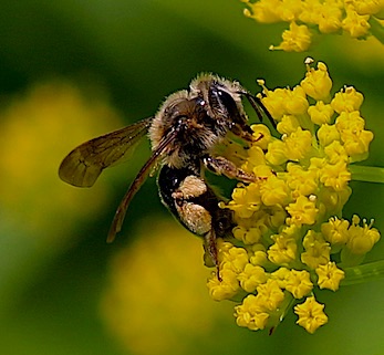 Long-horned Bee
Melissodes Genus Long-horned Bee
Melissodes Genus