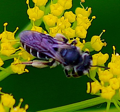 Bee Bee