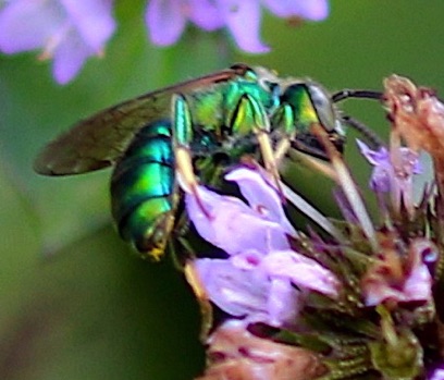 Green Metallic Sweat Bee
Our area10 spp. Green Metallic Sweat Bee
Our area10 spp.