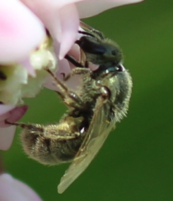 Ligated Furrow Bee
Halibuts legates Ligated Furrow Bee
Halibuts legates