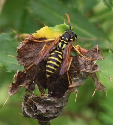 European Paper Wasp
Polistes dominula European Paper Wasp
Polistes dominula