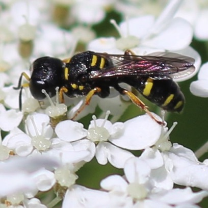 Squarehead Wasp
Ectemnius continuus Squarehead Wasp
Ectemnius continuus