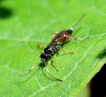 Stubby-winged Wasp (Female)
Agrothereutes lophyri Stubby-winged Wasp (Female)
Agrothereutes lophyri