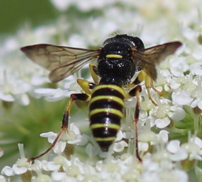 Square-headed Wasp
Crabroninae Wasp Square-headed Wasp
Crabroninae Wasp