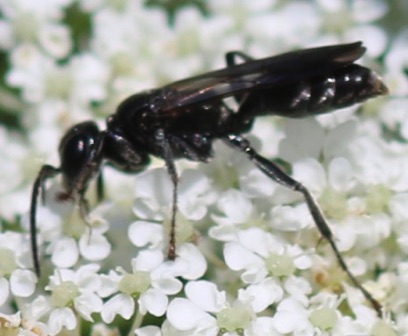 Common Blue Mud Wasp
Chalybion californium Common Blue Mud Wasp
Chalybion californium