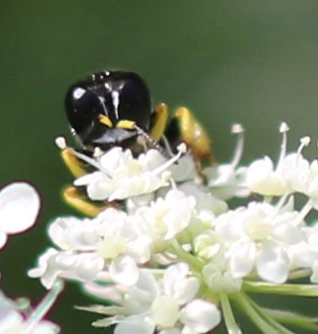 Squarehead Wasp
Ectemnius continuus Squarehead Wasp
Ectemnius continuus