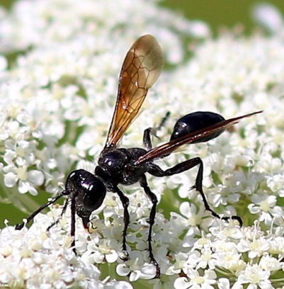 Grass-carrying Wasp
Isodontia mexicana Grass-carrying Wasp
Isodontia mexicana